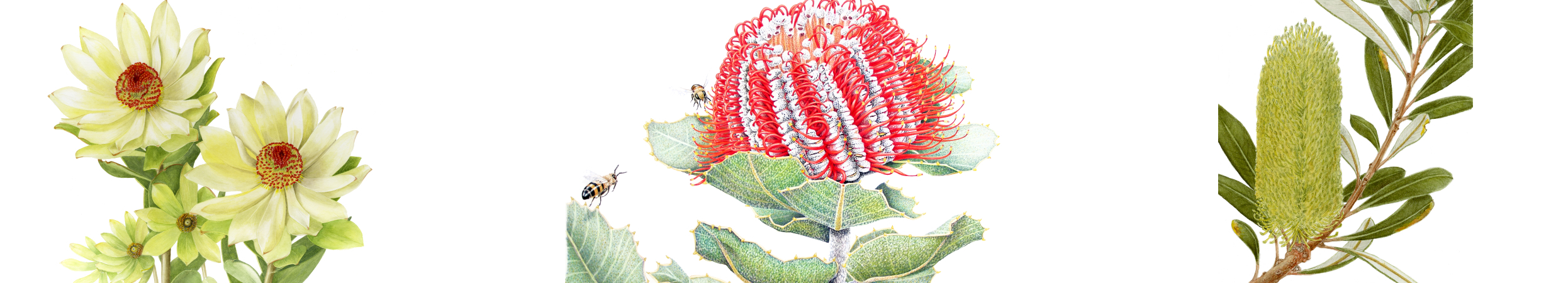 Artwork from left to right: Sue Stuart - Leucadendron, Janet Matthews - Banksia coccinea, Leonie Norton - Banksia integrifolia